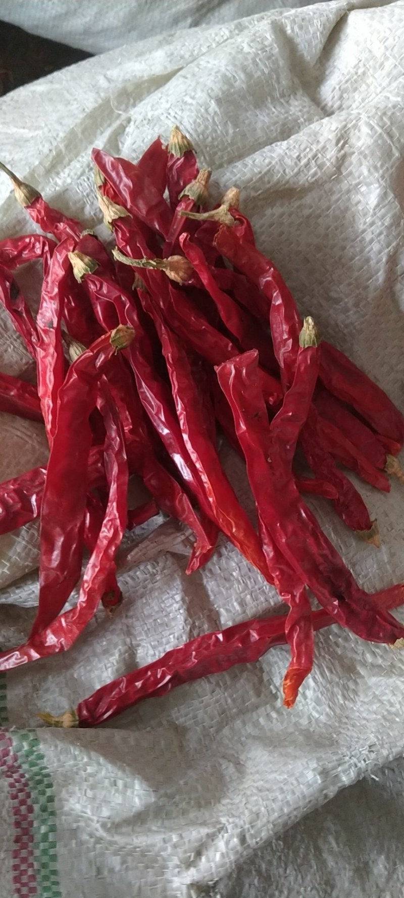 贵州毕节土特产大方本地二荆条香辣炒菜火锅烧烤配料