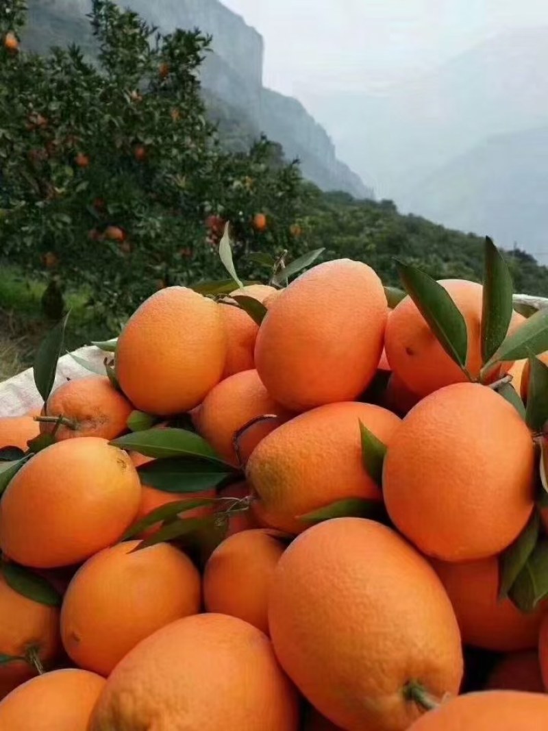 湖北精品长虹脐橙产地直发品质保证一手货源欢迎您的到