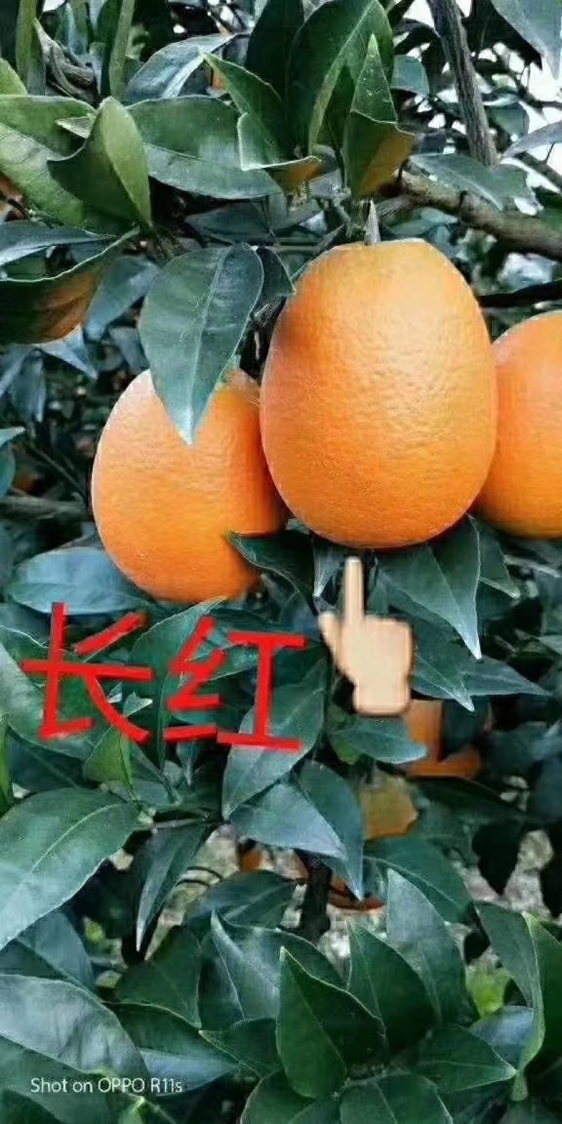 湖北精品长虹脐橙产地直发品质保证一手货源欢迎您的到
