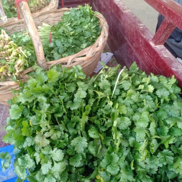 我们经营有香菜大量共应