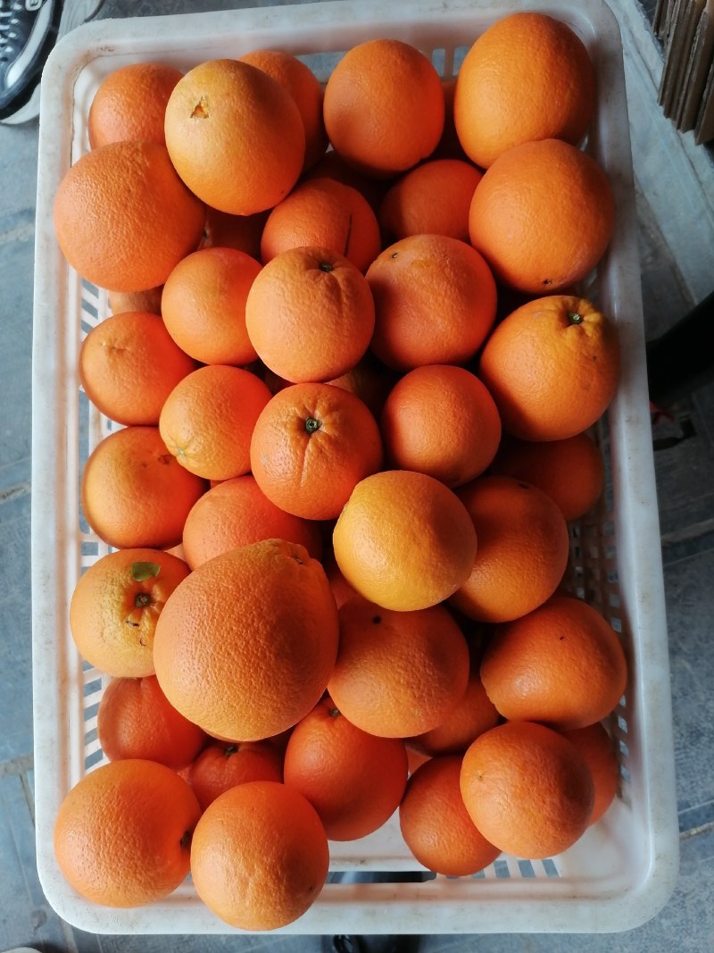 湖北精品纽荷尔脐橙产地直发品质保证一手货源