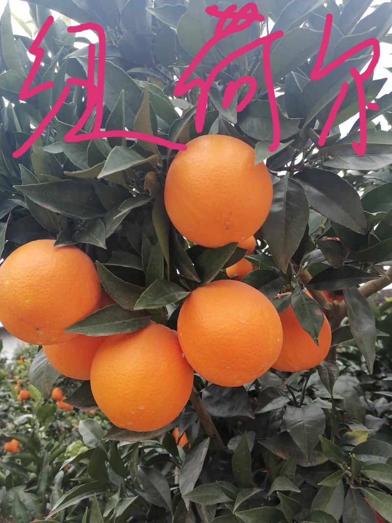 湖北精品纽荷尔脐橙产地直发品质保证一手货源