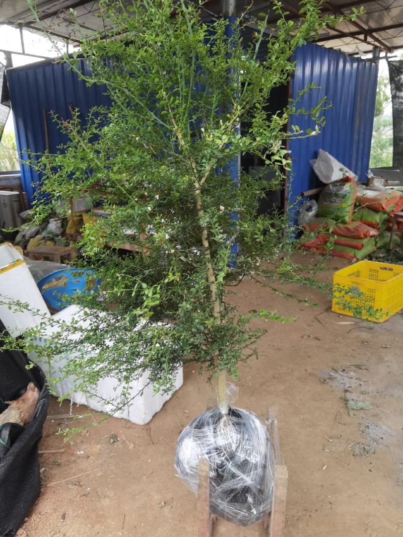 澳洲手指柠檬苗澳洲指橙四季结果柠檬苗广东香水柠檬树苗