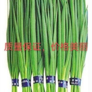 广东小葱大量供应，一年四季有货，价格合理，欢迎来采购