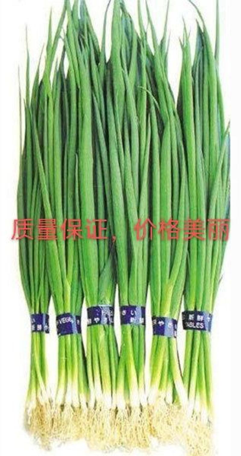 广东小葱大量供应，一年四季有货，价格合理，欢迎来采购