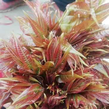 香椿芽〈露天红油〉即将大量上市，代客户发货走市场