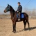 肩高170大温血，野骑教学都可以