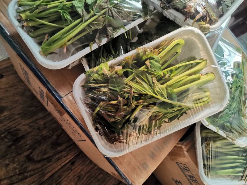 香椿芽15cm专业代发，快递，空运直达