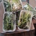 香椿芽15cm专业代发，快递，空运直达