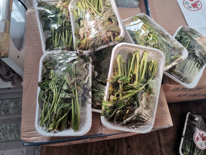 香椿芽15cm专业代发，快递，空运直达