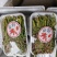 香椿芽15cm专业代发，快递，空运直达