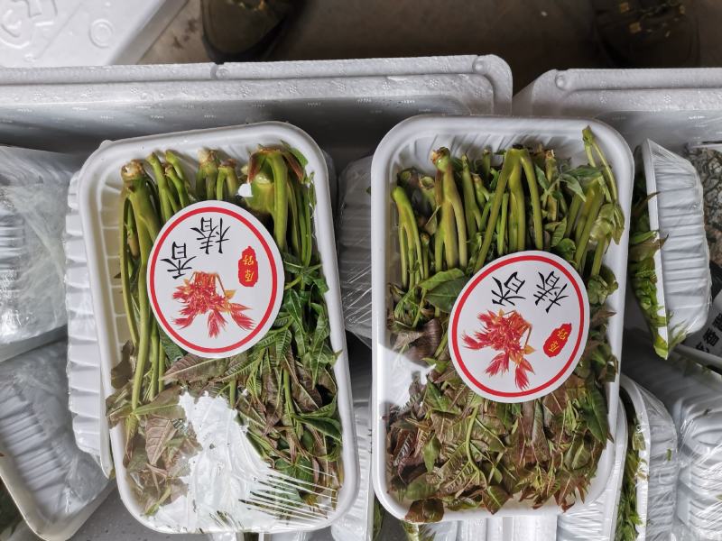 香椿芽15cm专业代发，快递，空运直达