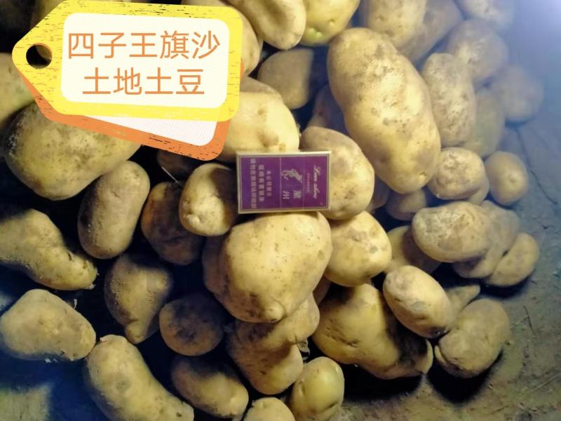 （薯都之乡乌兰察布市四子王旗）的沙土地226土豆3两起