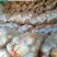 （薯都之乡乌兰察布市四子王旗）的沙土地226土豆3两起