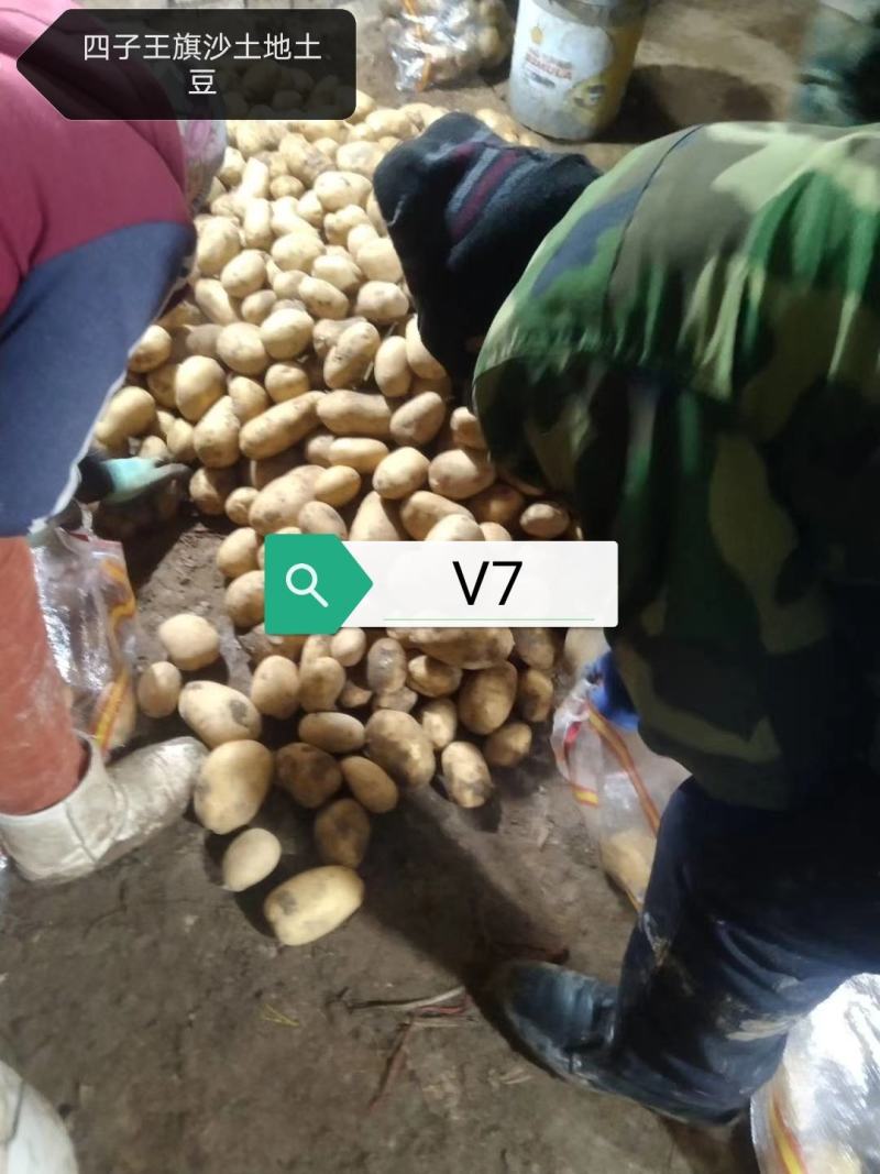 内蒙V7土豆一手货源全国接单视频看货实地看货全程陪同满意为止