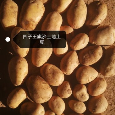 内蒙V7土豆一手货源全国接单视频看货实地看货全程陪同满意为止