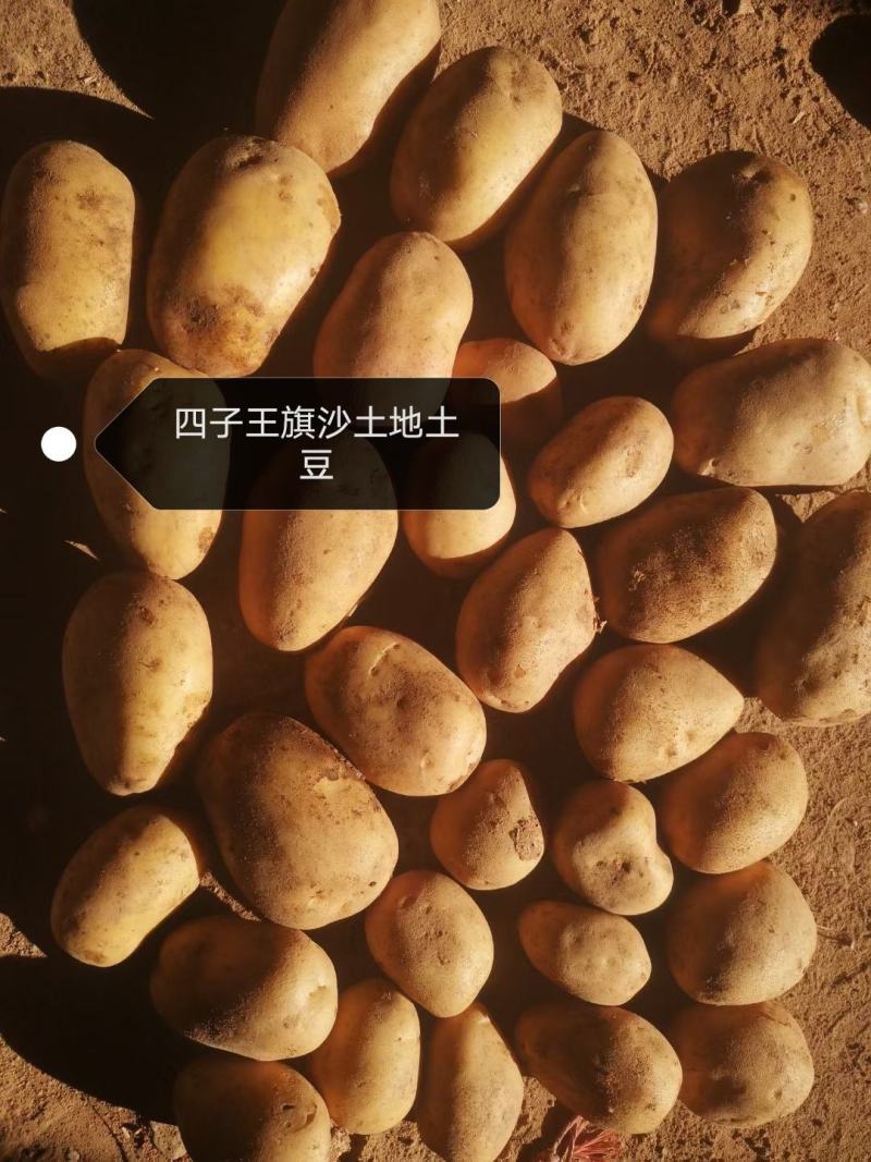 内蒙V7土豆一手货源全国接单视频看货实地看货全程陪同满意为止