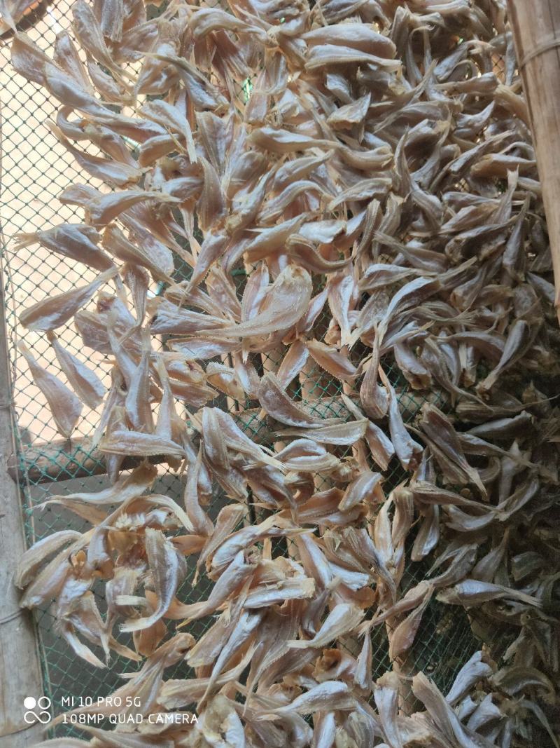 北海特产红娘鱼玉角六角头小鱼干北部湾海鲜晒场直接出货