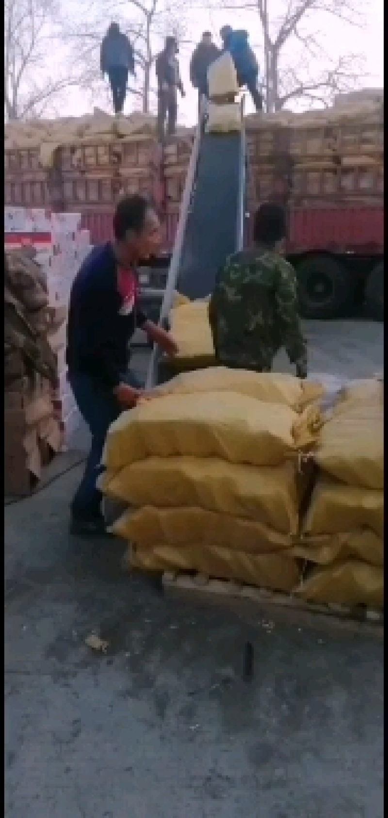 绿山农小黄粘玉米黑龙江特产