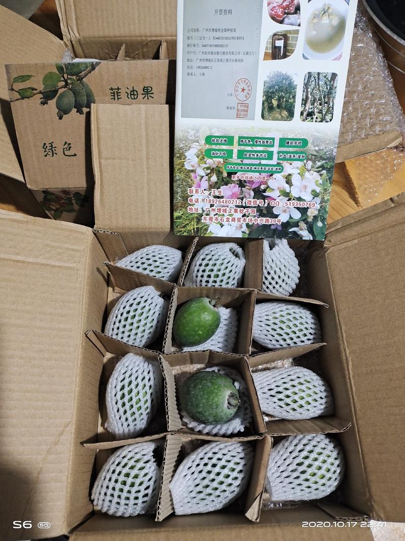 广东菲油果苗种植基地