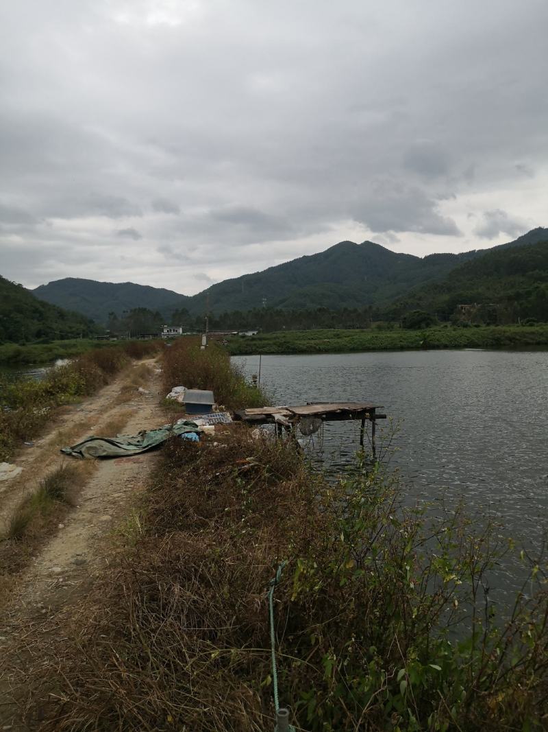 鲶鱼苗、杂交鲶鱼苗、场地直销、技术跟踪指导