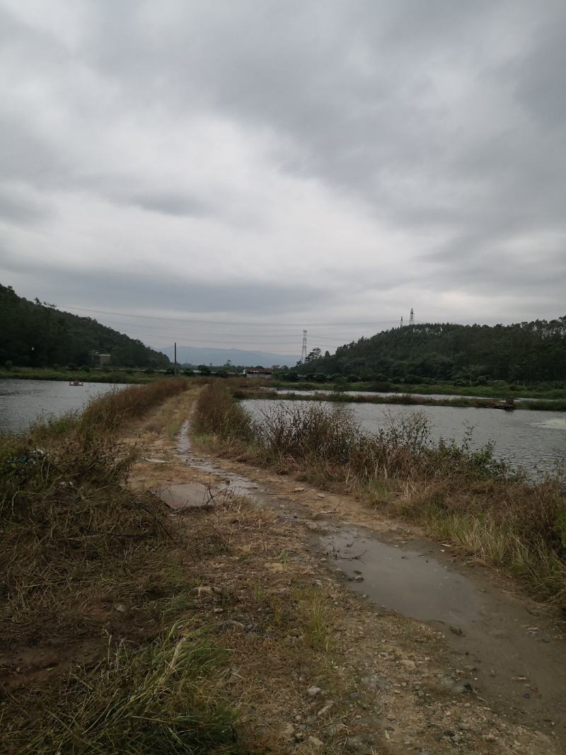 鲶鱼苗、杂交鲶鱼苗、场地直销、技术跟踪指导