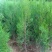 侧柏苗侧柏小树苗侧柏绿化工程苗自家苗圃