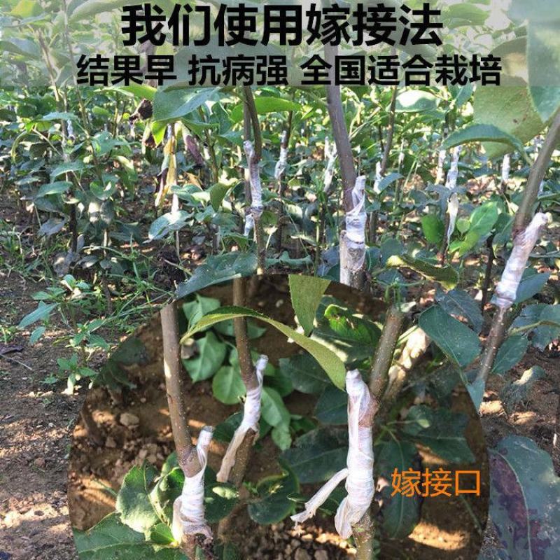 柱状梨树苗嫁接新品种秋月梨特大香梨早熟矮化梨树状南方北方