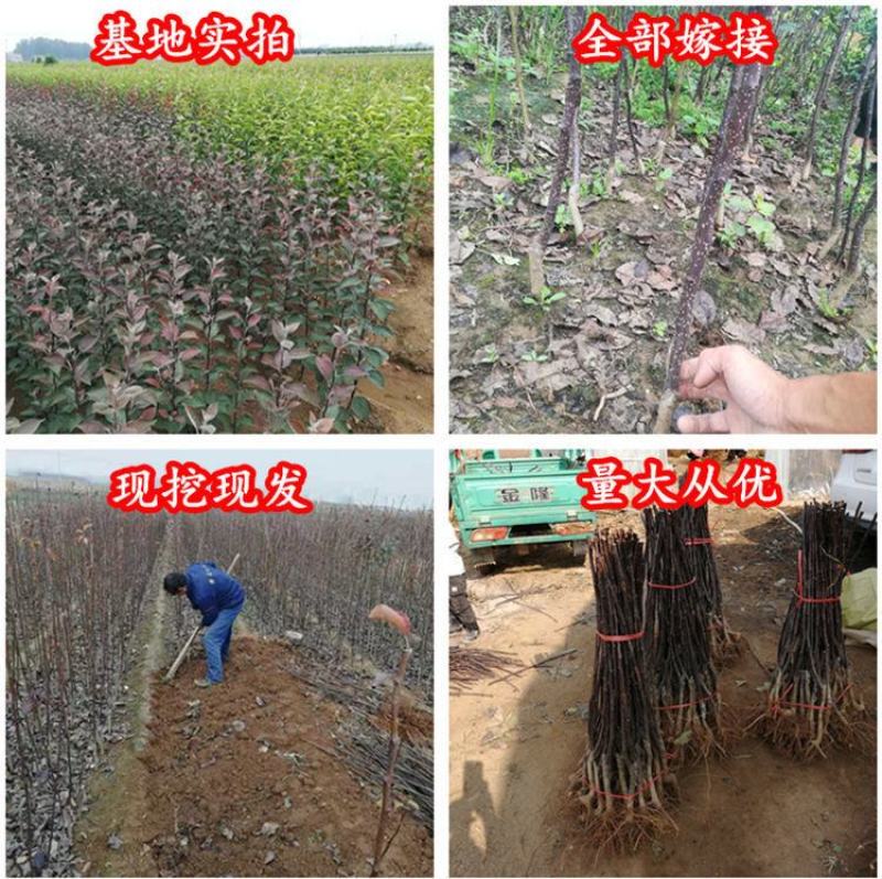 柱状梨树苗嫁接新品种秋月梨特大香梨早熟矮化梨树状南方北方