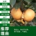 柱状梨树苗嫁接新品种秋月梨特大香梨早熟矮化梨树状南方北方