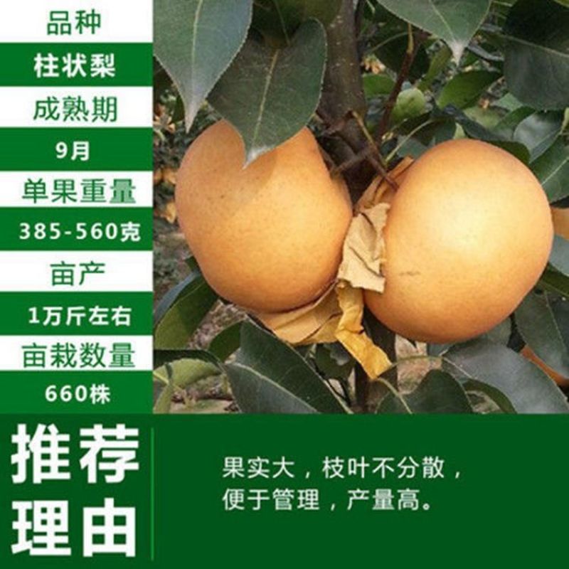柱状梨树苗嫁接新品种秋月梨特大香梨早熟矮化梨树状南方北方