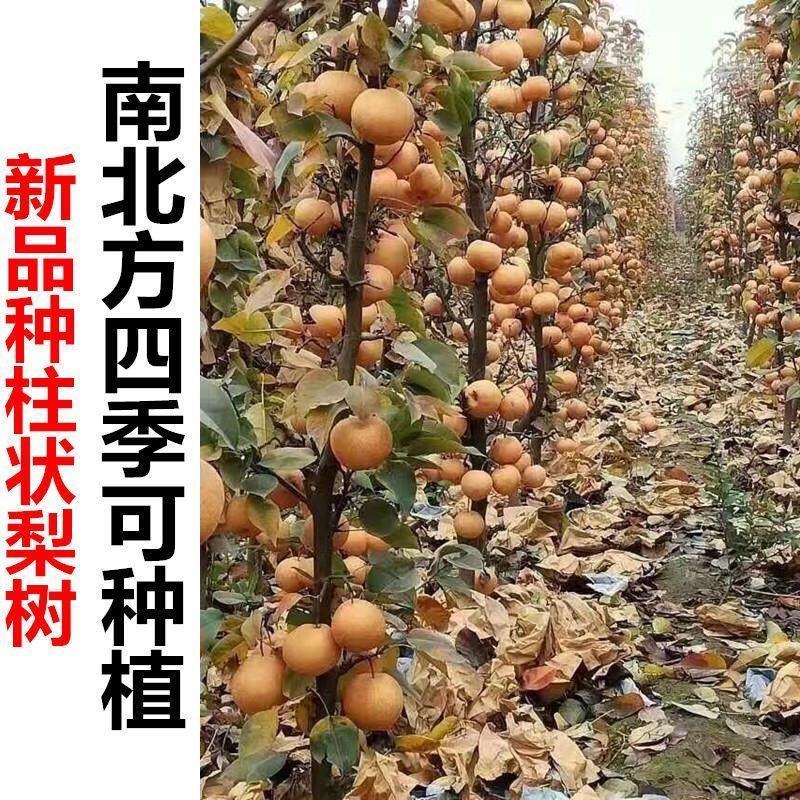 柱状梨树苗嫁接新品种秋月梨特大香梨早熟矮化梨树状南方北方