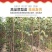 柱状梨树苗嫁接新品种秋月梨特大香梨早熟矮化梨树状南方北方