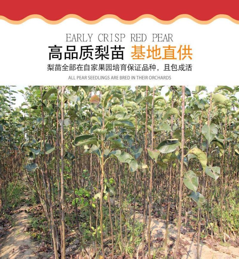 柱状梨树苗嫁接新品种秋月梨特大香梨早熟矮化梨树状南方北方