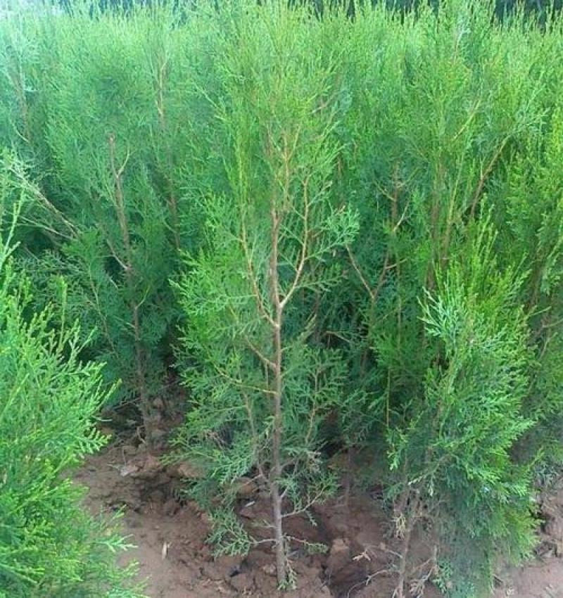 侧柏树苗侧柏小苗松柏树苗庭院绿化苗大小规格齐全