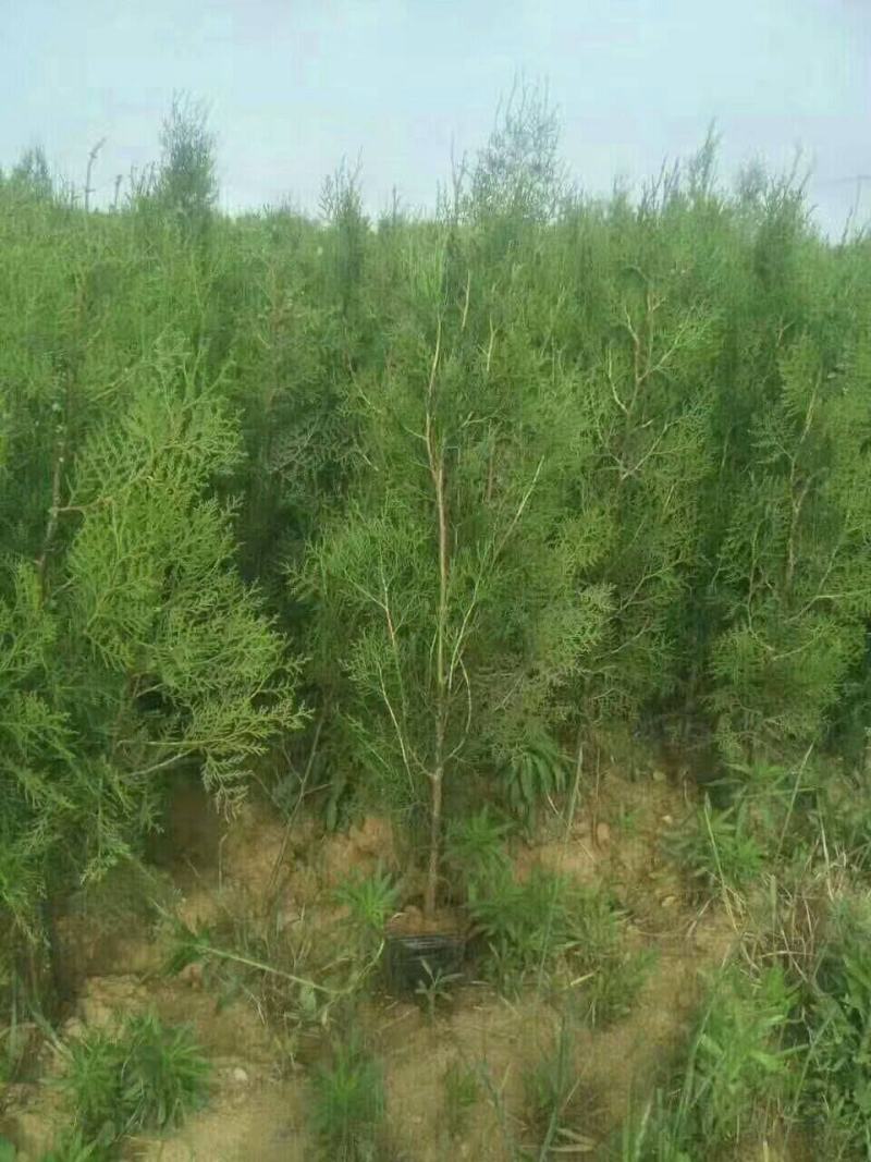 侧柏树苗侧柏小苗松柏树苗庭院绿化苗大小规格齐全