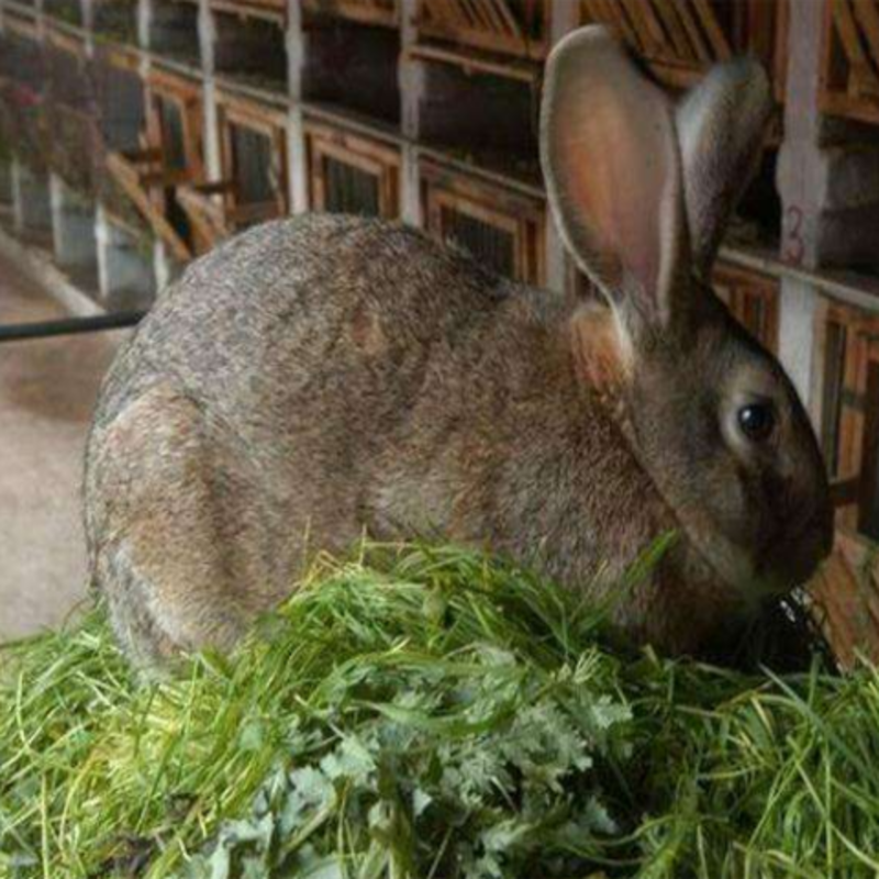 包邮运输包活兔子活体大型肉兔子小白兔小兔子比利时巨兔