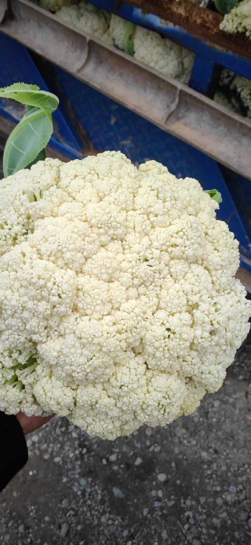 温州专业菜花代收90天小米花现已大量上市基地直发对接商超