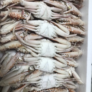 花蟹红毛蟹100-150规格，个大。肉肥