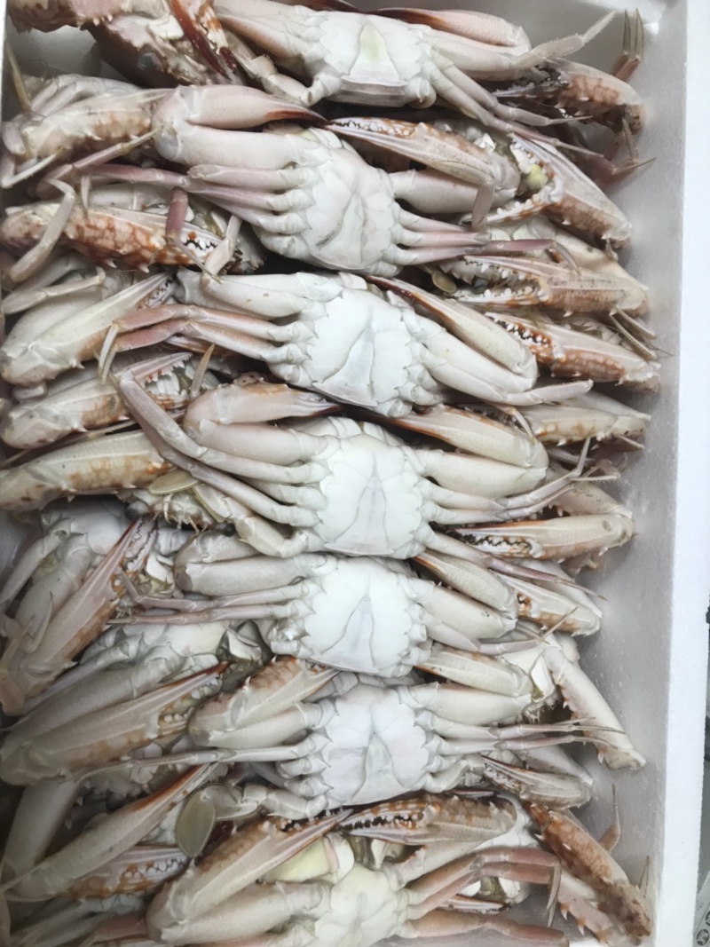 花蟹红毛蟹100-150规格，个大。肉肥