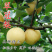 嫁接翠冠梨子树苗圆黄黄金梨梨子果树苗苍溪雪梨树苗南北地栽