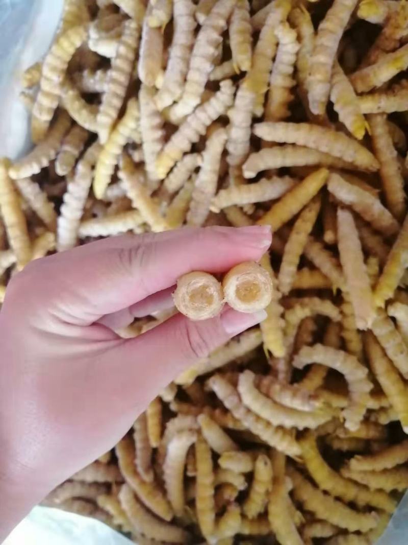 豆虫豆丹高蛋白大豆虫野生豆虫山货昆虫个大黄多营养丰富