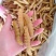 豆虫豆丹高蛋白大豆虫野生豆虫山货昆虫个大黄多营养丰富