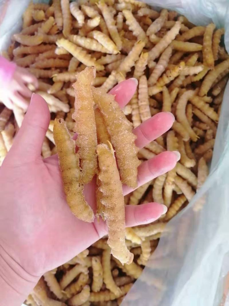豆虫豆丹高蛋白大豆虫野生豆虫山货昆虫个大黄多营养丰富