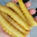 豆虫豆丹高蛋白大豆虫野生豆虫山货昆虫个大黄多营养丰富