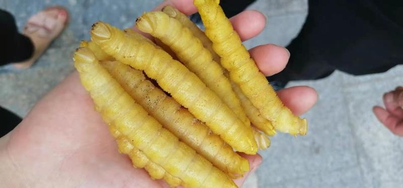 豆虫豆丹高蛋白大豆虫野生豆虫山货昆虫个大黄多营养丰富