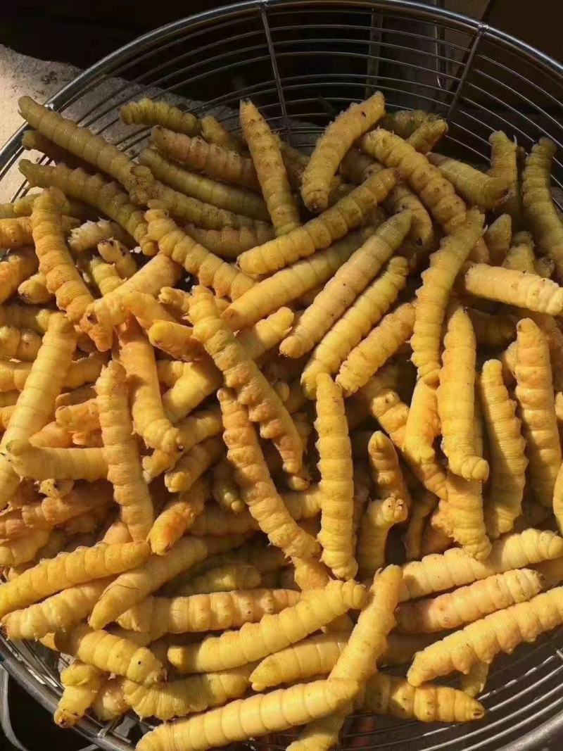 豆虫豆丹高蛋白大豆虫野生豆虫山货昆虫个大黄多营养丰富