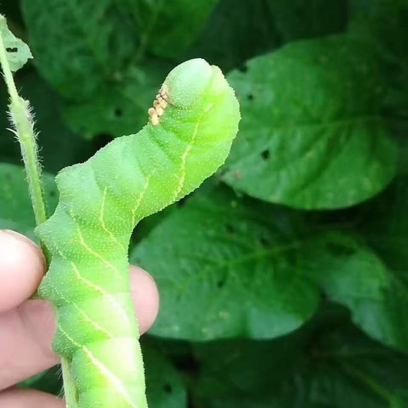 豆虫豆丹高蛋白大豆虫野生豆虫山货昆虫个大黄多营养丰富