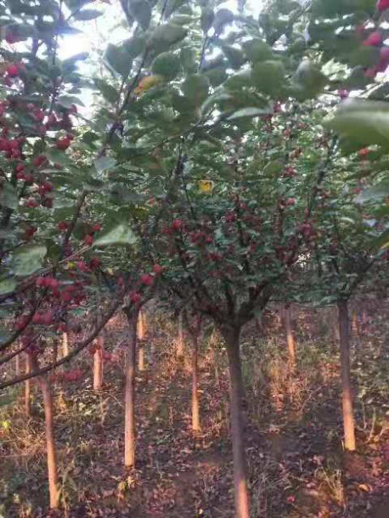 精品垂丝海棠基地直销量大从优欢迎选购