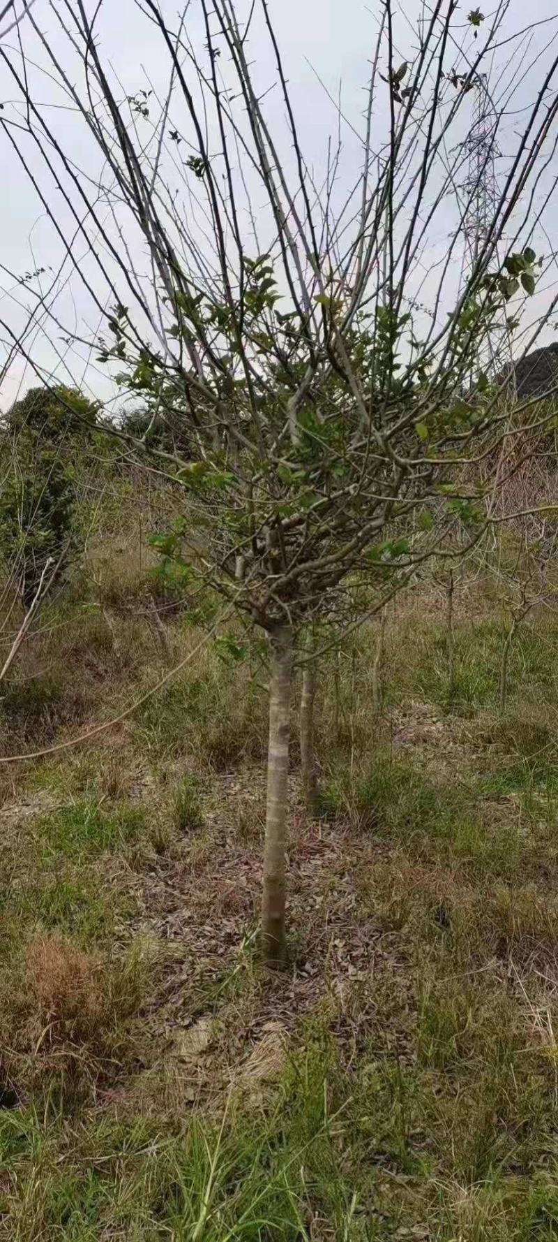 精品垂丝海棠基地直销量大从优欢迎选购